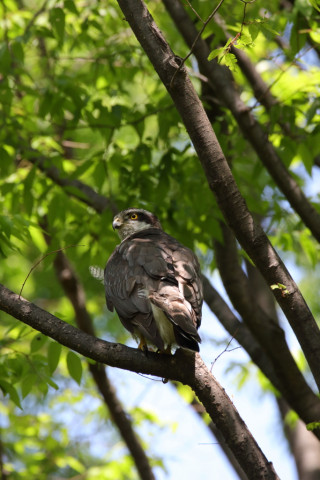 2018/4月 SIGMA150-600C+7D2 焦点距離600mm F8 ss1/320 ISO800