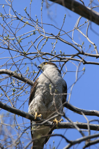 2018/4月 SIGMA150-600C+7D2 焦点距離600mm F8 ss1/800 ISO320