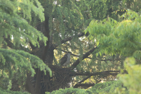 2018/4月 SIGMA150-600C+7D2 焦点距離600mm F8 ss1/400 ISO3200