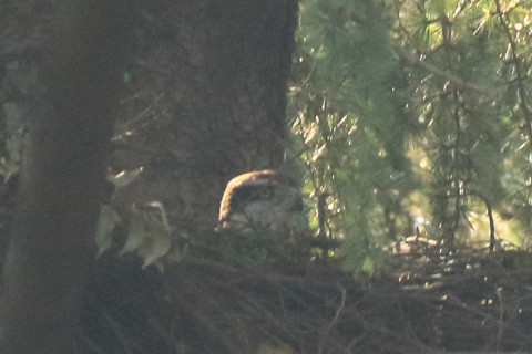 トリミング 2018/4月 SIGMA150-600C+7D2 焦点距離600mm F8 ss1/400 ISO3200