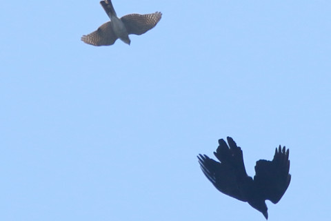 トリミング 2018/4月 SIGMA150-600C+7D2 焦点距離516mm F8 ss1/1000 ISO200 Case3