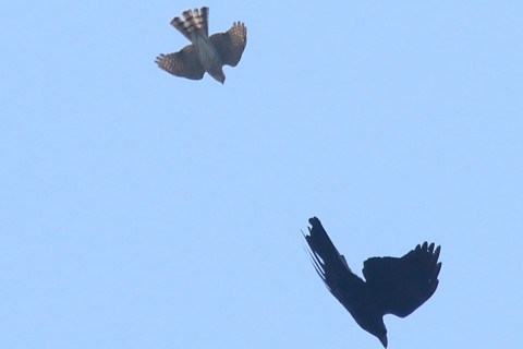 トリミング 2018/4月 SIGMA150-600C+7D2 焦点距離516mm F8 ss1/1000 ISO200 Case3