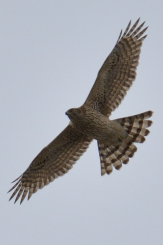 トリミング 2018/12月 SIGMA150-600C+D500 600mm F8 ss1/1250 ISO140 AF-C シングル