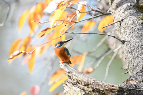 2018/12月 SIGMA150-600C+D500 600mm F8 ss1/1250 ISO6400 AF-C シングル