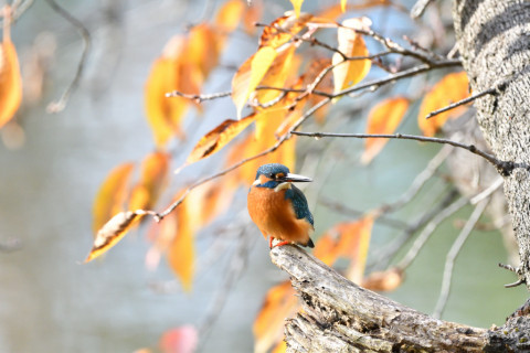 2018/12月 SIGMA150-600C+D500 600mm F8 ss1/1250 ISO3600 AF-C シングル
