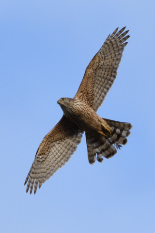 約0.67倍トリミング 2018/12月 SIGMA150-600C+D500 600mm F8 ss1/640 ISO450 AF-C シングル