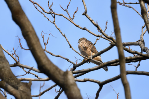 2018/12月 SIGMA150-600C+D500 600mm F8 ss1/1000 ISO1800 AF-C シングル