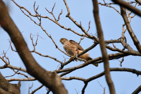 2018/12月 SIGMA150-600C+D500 600mm F8 ss1/1250 ISO4000 AF-C シングル