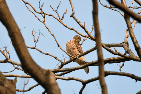 2018/12月 SIGMA150-600C+D500 600mm F8 ss1/1250 ISO3600 AF-C シングル
