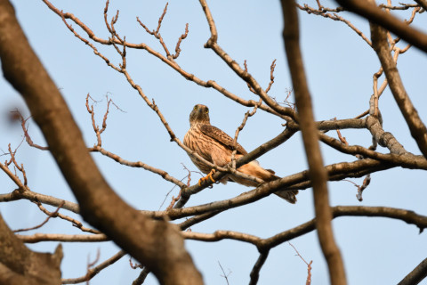2018/12月 SIGMA150-600C+D500 600mm F8 ss1/1250 ISO4000 AF-C シングル
