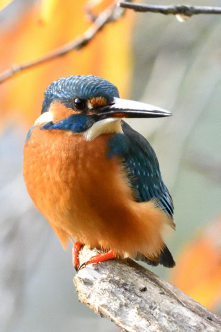 約0.67倍トリミング　2018/12月 SIGMA150-600C+D500 600mm F8 ss1/1250 ISO3600 AF-C シングル