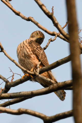 約0.47倍トリミング  2018/12月 SIGMA150-600C+D500 600mm F8 ss1/1250 ISO3600 AF-C シングル