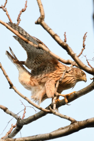 約0.47倍トリミング　2018/12月 SIGMA150-600C+D500 600mm F8 ss1/1250 ISO6400 AF-C シングル