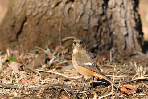 2018/12月 SIGMA150-600C+D500 440mm F8 ss1/1000 ISO800