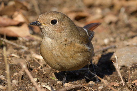 0.5倍トリミング 2018/12月 SIGMA150-600C+D500 350mm F8 ss1/640 ISO320
