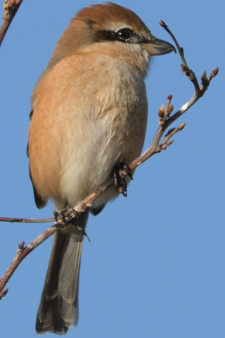 トリミング 2018/12月 SIGMA150-600C+D500 600mm F8 ss1/800 ISO140 AF-C シングル