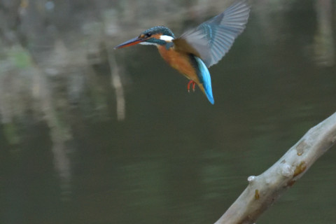 約0.47倍トリミング 2018/12月 SIGMA150-600C+D500 600mm F8 ss1/800 ISO6400 AF-C シングル