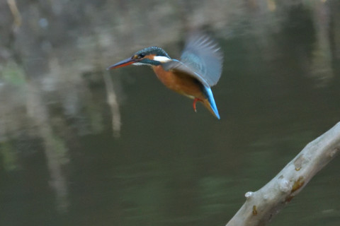 約0.47倍トリミング 2018/12月 SIGMA150-600C+D500 600mm F8 ss1/800 ISO6400 AF-C シングル