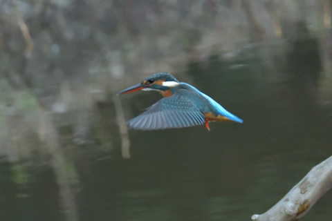 約0.47倍トリミング 2018/12月 SIGMA150-600C+D500 600mm F8 ss1/800 ISO6400 AF-C シングル
