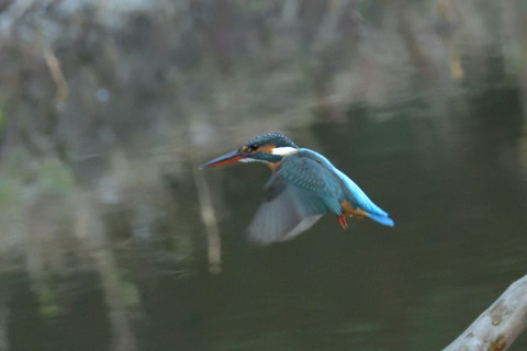 約0.47倍トリミング 2018/12月 SIGMA150-600C+D500 600mm F8 ss1/800 ISO6400 AF-C シングル