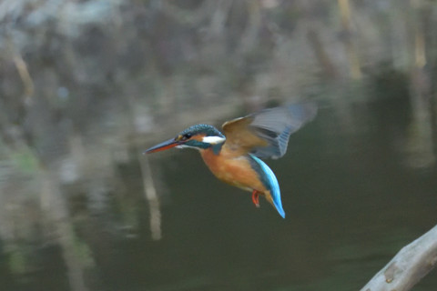 約0.47倍トリミング 2018/12月 SIGMA150-600C+D500 600mm F8 ss1/800 ISO6400 AF-C シングル