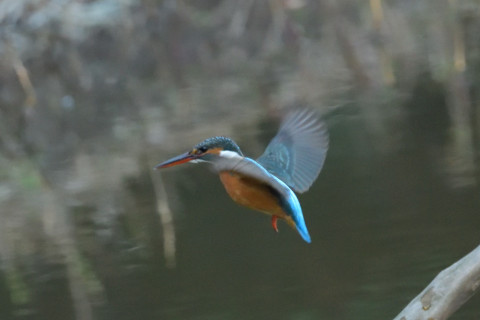 約0.47倍トリミング 2018/12月 SIGMA150-600C+D500 600mm F8 ss1/800 ISO6400 AF-C シングル