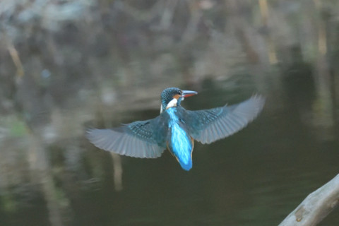 約0.47倍トリミング 2018/12月 SIGMA150-600C+D500 600mm F8 ss1/800 ISO6400 AF-C シングル
