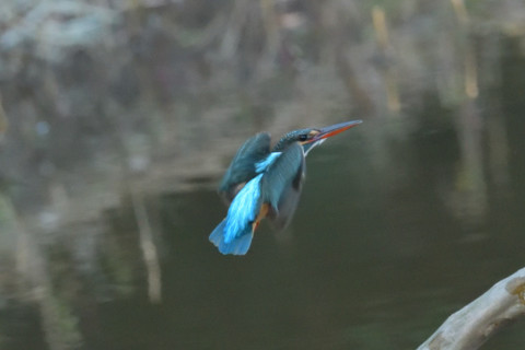 約0.47倍トリミング 2018/12月 SIGMA150-600C+D500 600mm F8 ss1/800 ISO6400 AF-C シングル