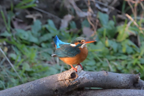 0.5倍トリミング 2018/12月 SIGMA150-600C+D500 600mm F8 ss1/800 ISO4000 AF-C ダイナミック
