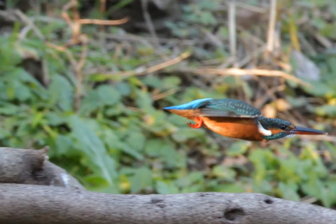 0.5倍トリミング 2018/12月 SIGMA150-600C+D500 600mm F8 ss1/800 ISO5600 AF-C ダイナミック