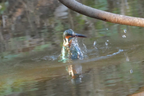 0.5倍トリミング 2018/12月 SIGMA150-600C+D500 600mm F8 ss1/800 ISO6400 AF-C ダイナミック