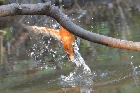 0.5倍トリミング 2018/12月 SIGMA150-600C+D500 600mm F8 ss1/800 ISO6400 AF-C ダイナミック
