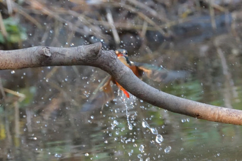 0.5倍トリミング 2018/12月 SIGMA150-600C+D500 600mm F8 ss1/800 ISO6400 AF-C ダイナミック