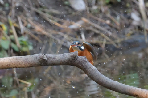 0.5倍トリミング 2018/12月 SIGMA150-600C+D500 600mm F8 ss1/800 ISO6400 AF-C ダイナミック