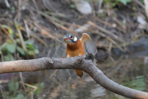 0.5倍トリミング 2018/12月 SIGMA150-600C+D500 600mm F8 ss1/800 ISO6400 AF-C ダイナミック