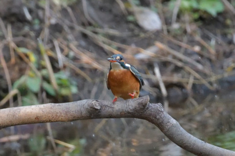 0.5倍トリミング 2018/12月 SIGMA150-600C+D500 600mm F8 ss1/800 ISO6400 AF-C ダイナミック