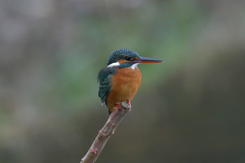 約0.33倍トリミング 2018/12月 SIGMA150-600C+D500 600mm F8 ss1/800 ISO6400 AF-C オート