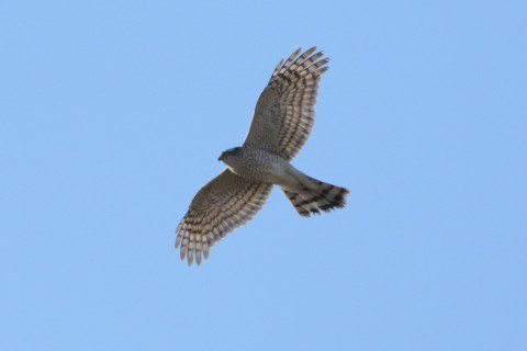 0.5倍トリミング 2018/12月 SIGMA150-600C+D500 600mm F8 ss1/2000 ISO320 AF-C シングル