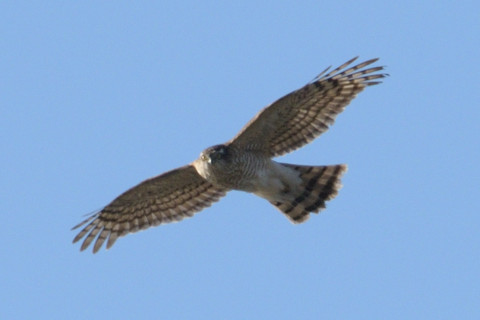 トリミング 2018/12月 SIGMA150-600C+D500 600mm F8 ss1/2000 ISO220 AF-C シングル