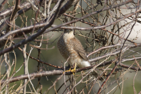 0.5倍トリミング 2018/12月 SIGMA150-600C+D500 600mm F8 ss1/500 ISO200 AF-C シングル