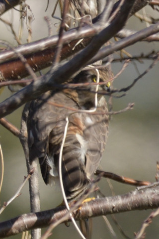 トリミング 2018/12月 SIGMA150-600C+D500 600mm F8 ss1/1000 ISO400 AF-C シングル
