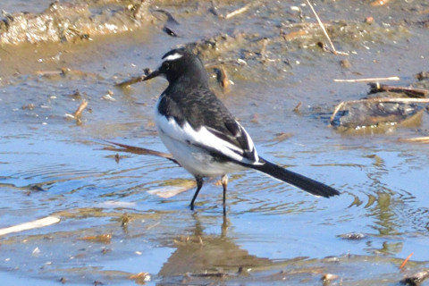 トリミング 2018/12月 SIGMA150-600C+D500 600mm F8 ss1/1600 ISO800 AF-C ダイナミック25点