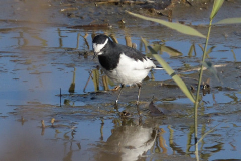 トリミング 2018/12月 SIGMA150-600C+D500 600mm F8 ss1/1600 ISO640 AF-C ダイナミック25点