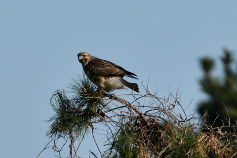 約0.67倍トリミング 2018/12月 SIGMA150-600C+D500 600mm F8 ss1/1600 ISO160 AF-C ダイナミック25点