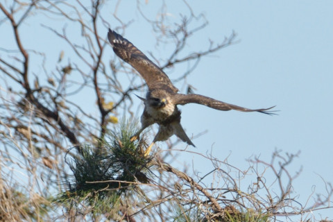 約0.67倍トリミング 2018/12月 SIGMA150-600C+D500 600mm F8 ss1/1600 ISO200 AF-C ダイナミック25点
