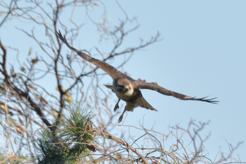 約0.67倍トリミング 2018/12月 SIGMA150-600C+D500 600mm F8 ss1/1600 ISO200 AF-C ダイナミック25点