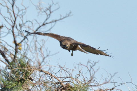 約0.67倍トリミング 2018/12月 SIGMA150-600C+D500 600mm F8 ss1/1600 ISO200 AF-C ダイナミック25点