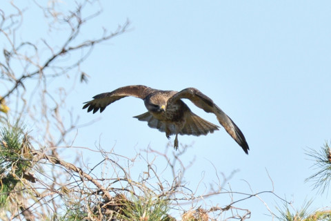 約0.67倍トリミング 2018/12月 SIGMA150-600C+D500 600mm F8 ss1/1600 ISO200 AF-C ダイナミック25点