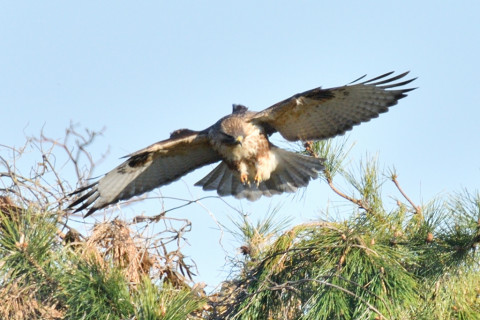 約0.67倍トリミング 2018/12月 SIGMA150-600C+D500 600mm F8 ss1/1600 ISO180 AF-C ダイナミック25点
