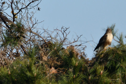 0.5倍トリミング 2018/12月 SIGMA150-600C+D500 600mm F8 ss1/1600 ISO125 AF-C ダイナミック25点